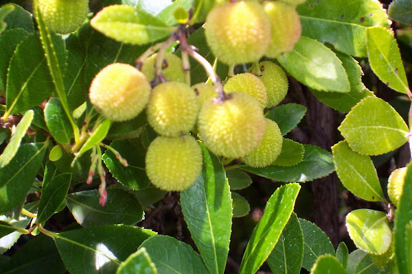How To Grow Madrone Fruit – 39 Facts About Madrone Tree And Its ...