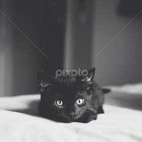 Missed this little rascal! by Jenna Line - Animals - Cats Kittens