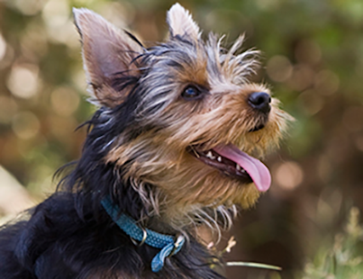 Lastest Joyfulpetz APK for Android