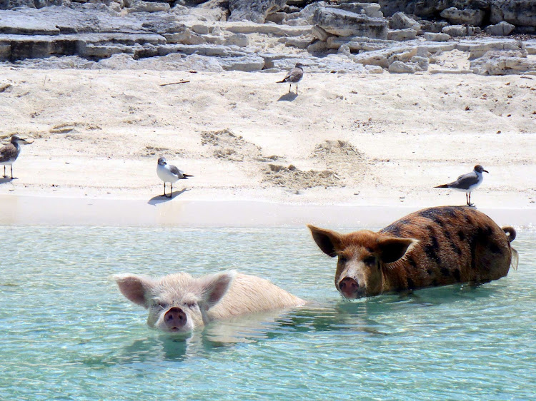 In the Bahamas, pigs don't fly but they do swim.