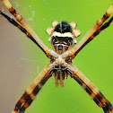 Silver Orb Spider