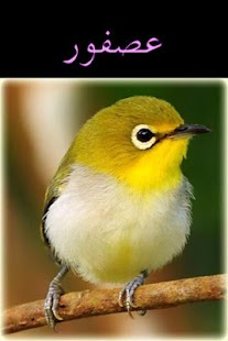 Free Arabic-Animal Baby Flash Cards APK for PC