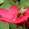 African Honey Bee