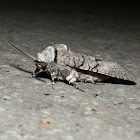 Cossid Moth 10 -male
