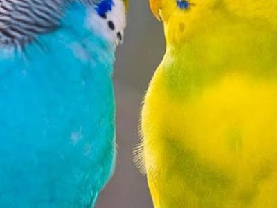 √完了しました！ 壁紙 スマホ セキセイインコ 157368-セキセイインコ 壁紙 ス
マホ