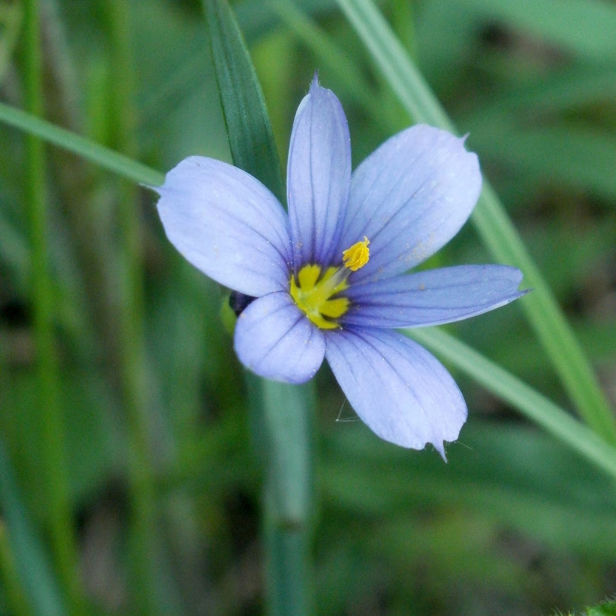 Stout Blue-eyed Grass