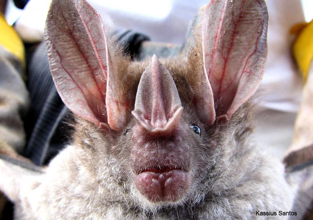 Big Eared Woolly Bat