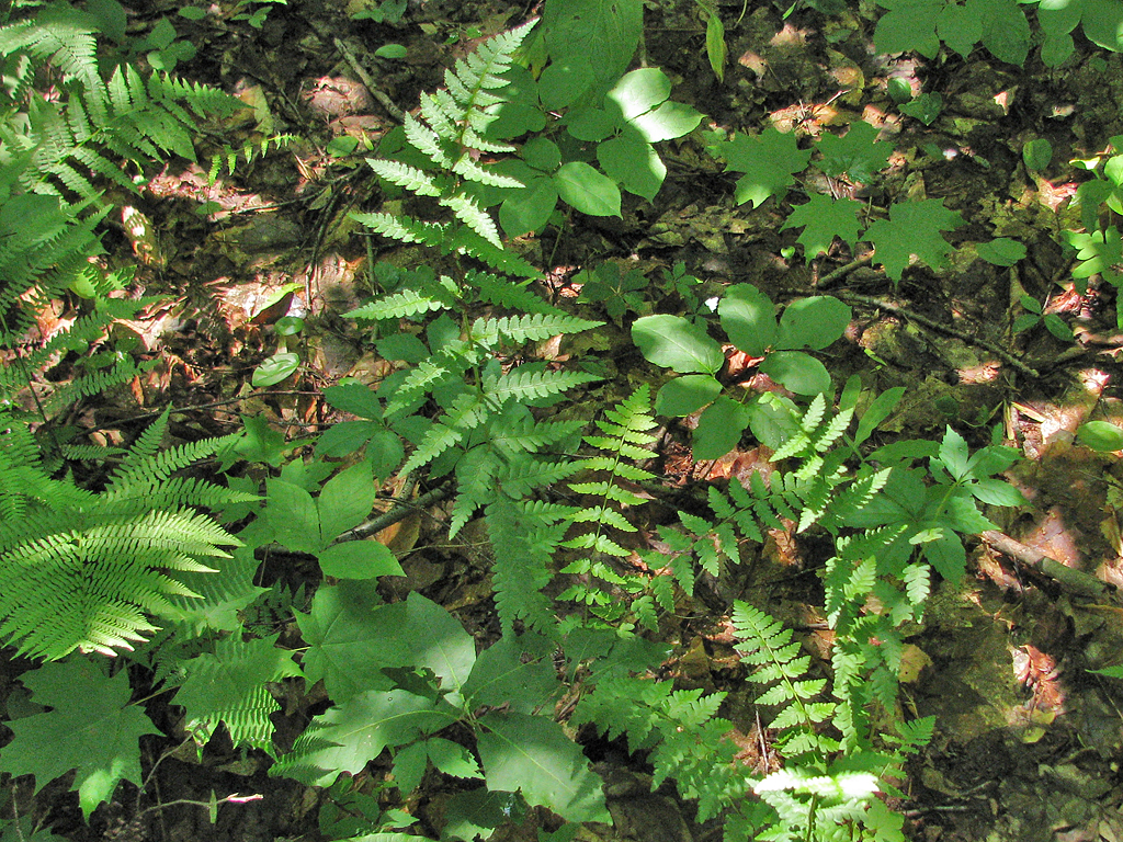 Crested Fern