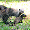 Banded mongoose