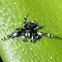 Bold Jumper Spider