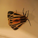 Harnessed Tiger Moth