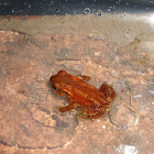 Common toad