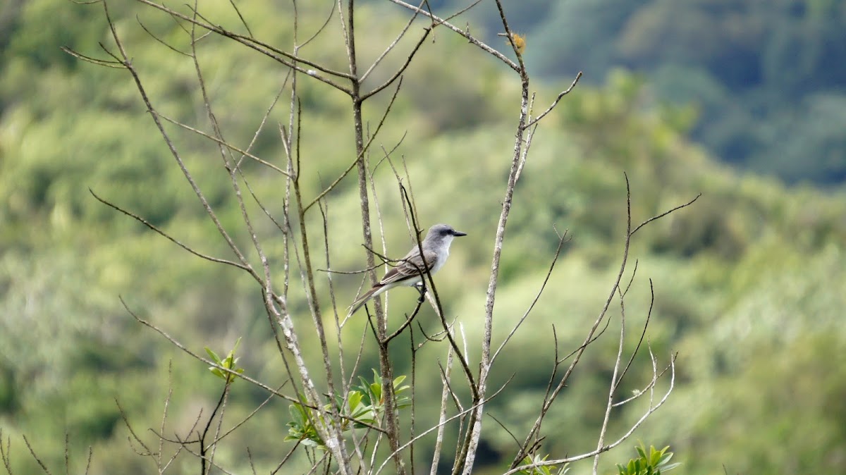 Gray King Bird (Pitirre)