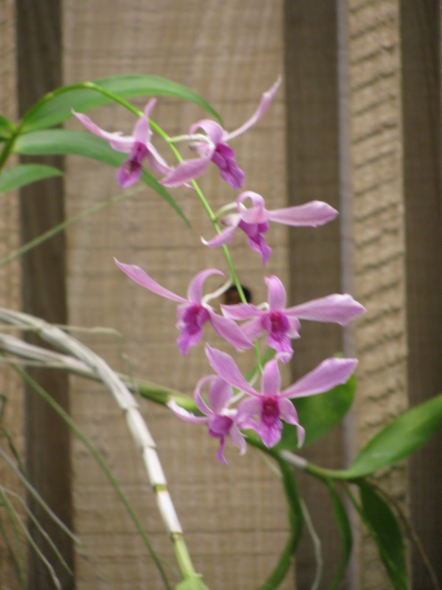 Dendrobium Hybrid Orchid