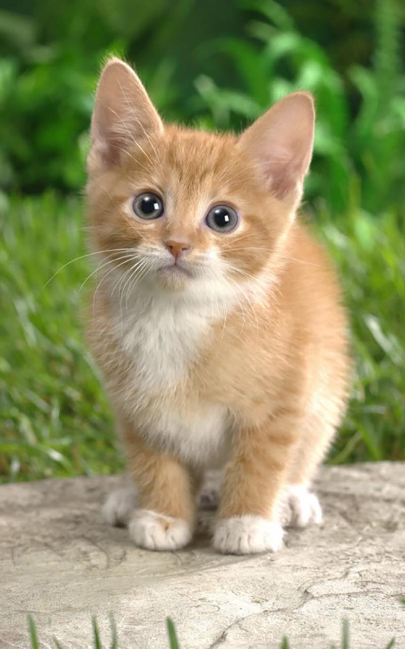 Cat Kittens Live Wallpaper Screen 1