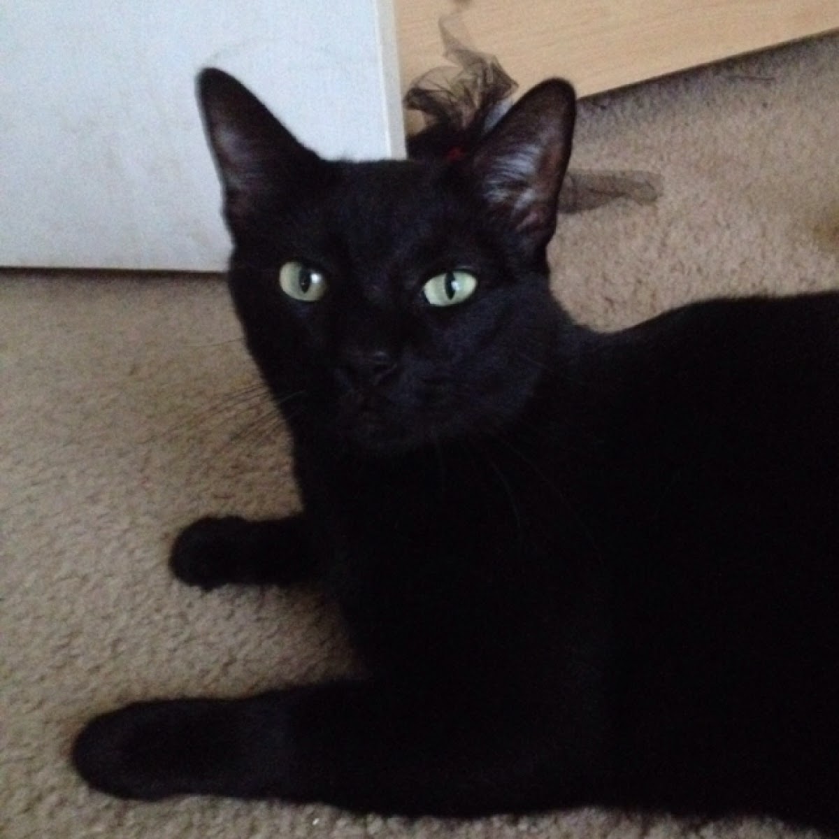 Common black cat
