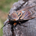Cicada (Double Drummer)