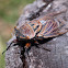 Cicada (Double Drummer)