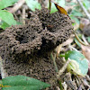 Formigueiro de formigas-cortadeiras (Leafcutter ants nest)