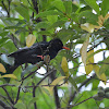 紅嘴黑鵯 / Black bulbul