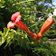 Trumpet Vine