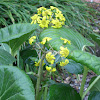 Giant Leopard Plant