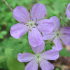 Wild Geranium