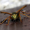 Northern Paper Wasp (male)