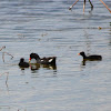 Common Gallinule