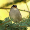 White-crowned Sparrow