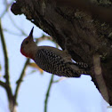 dowmy woodpecker