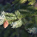 Blue Spruce Tree