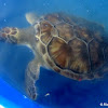 Green sea turtle