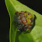 Ricaniid planthopper