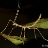 Spiny Stick Insect - Phasmid