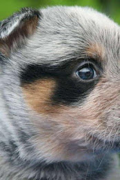 Australian Shepherd Puzzle poster 4