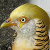 Yellow Golden Pheasant or Ghigi's Golden