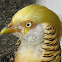 Yellow Golden Pheasant or Ghigi's Golden