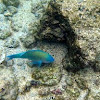 Star-Eyed Parrotfish