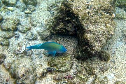 Star-Eyed Parrotfish