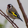 Goldfinch; Jilguero