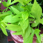 Ornamental Sweet Potato Vine