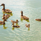 Female Mallard Duck & Babys