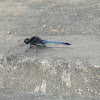 Blue Marsh Hawk (Male)
