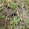 Six-lined Racerunner