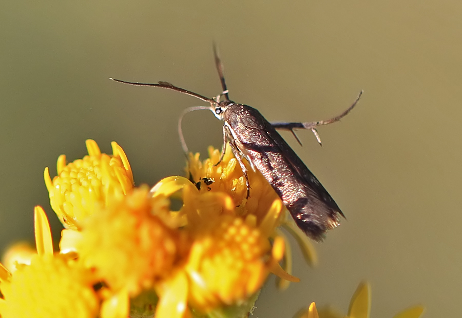 Snout moth