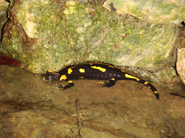 Fire Salamander | Project Noah