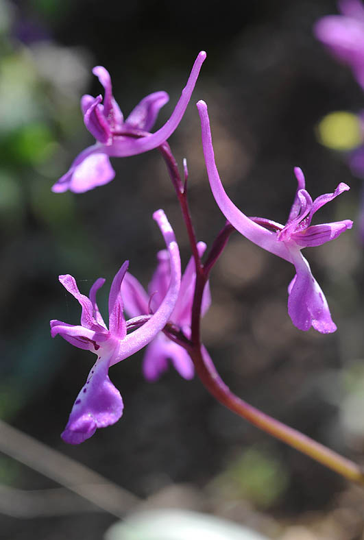 Anatolian Orchid