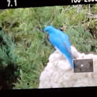 Mountain blue bird