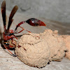 The South American Potter Wasp